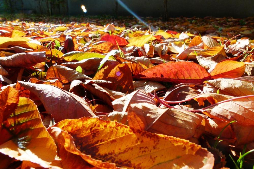 Autumn Yellow Leaves Foliage Seasons Nature Garden Autumn Yellow Leaves Foliage Seasons Nature Garden