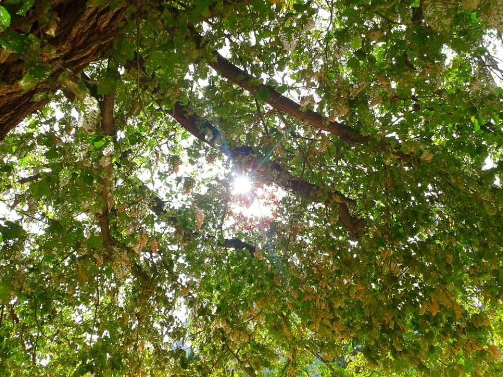 Autumn Autumn Leaves Nature Trees Leaves Green Autumn Autumn Leaves Nature Trees Leaves Green