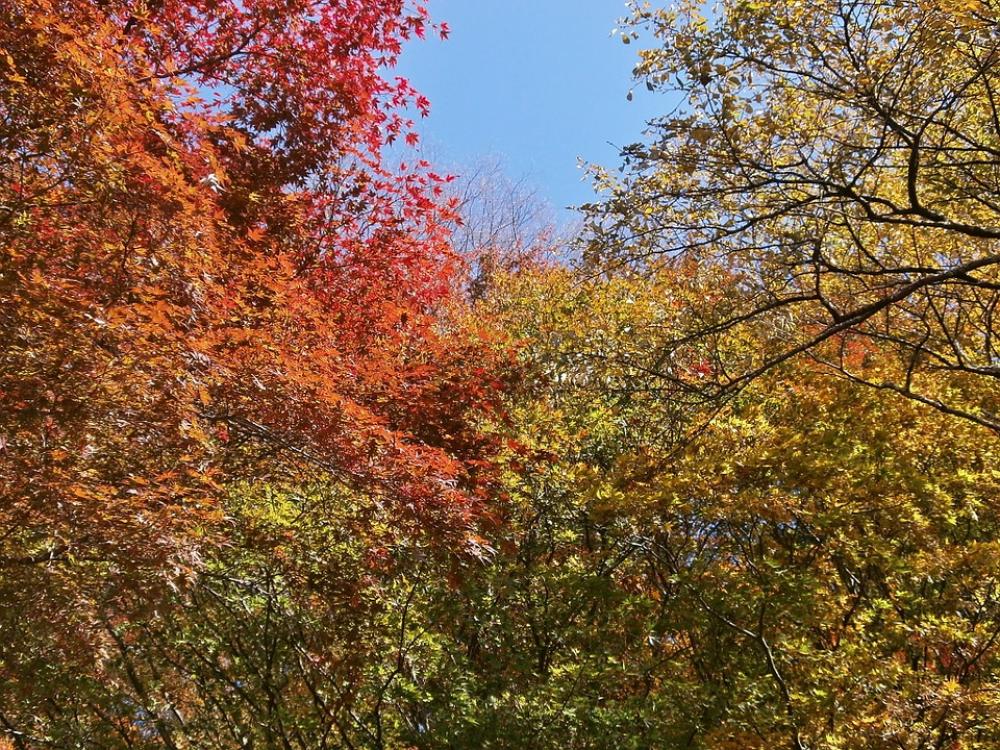 Autumn Autumnal Leaves Colorful Woods Forest Autumn Autumnal Leaves Colorful Woods Forest
