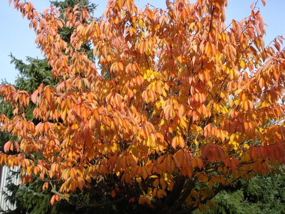 Autumn Leaves Golden Autumn Leaves In The Autumn Autumn Leaves Golden Autumn Leaves In The Autumn
