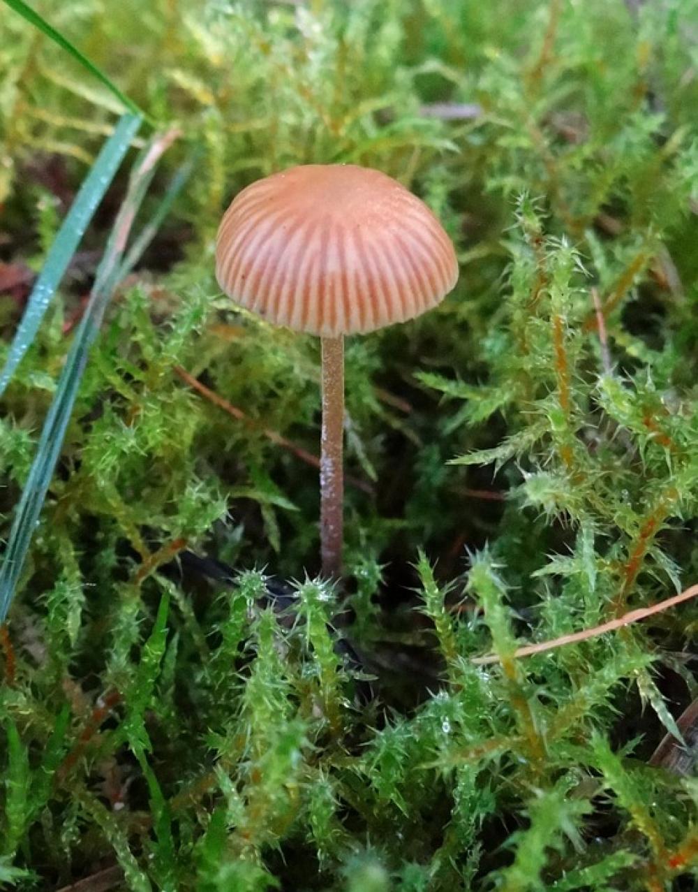 Autumn Mushroom Forest Moss Wet Meadow Europe Autumn Mushroom Forest Moss Wet Meadow Europe