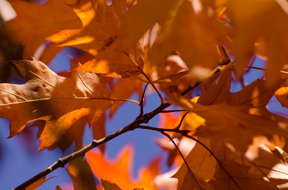 Autumn Leaves Colorful Green Season Heat Autumn Leaves Colorful Green Season Heat