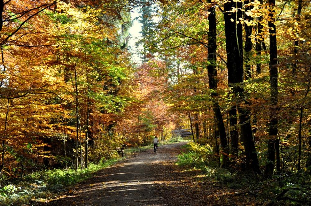 Autumn Deciduous Forest Forest Nature Fall Foliage Autumn Deciduous Forest Forest Nature Fall Foliage