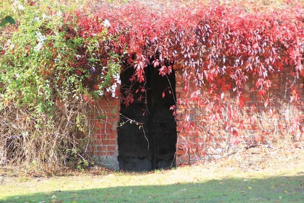 Autumn Fall Foliage Golden Autumn Leaves Autumn Fall Foliage Golden Autumn Leaves