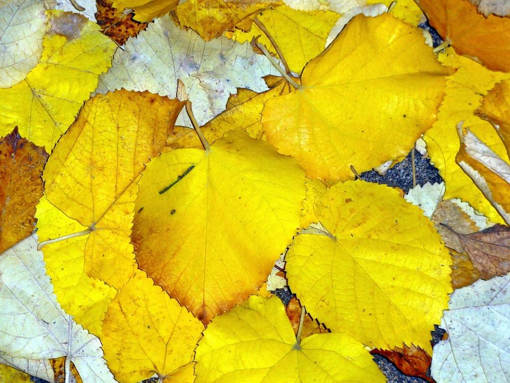 Autumn Leaves Nature Fall Fall Leaves Autumn Leaves Nature Fall Fall Leaves