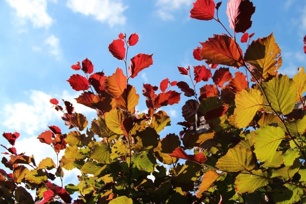 Autumn Fall Foliage Golden Autumn Leaves Autumn Fall Foliage Golden Autumn Leaves