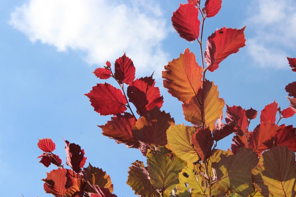 Autumn Fall Foliage Golden Autumn Leaves Red Autumn Fall Foliage Golden Autumn Leaves Red