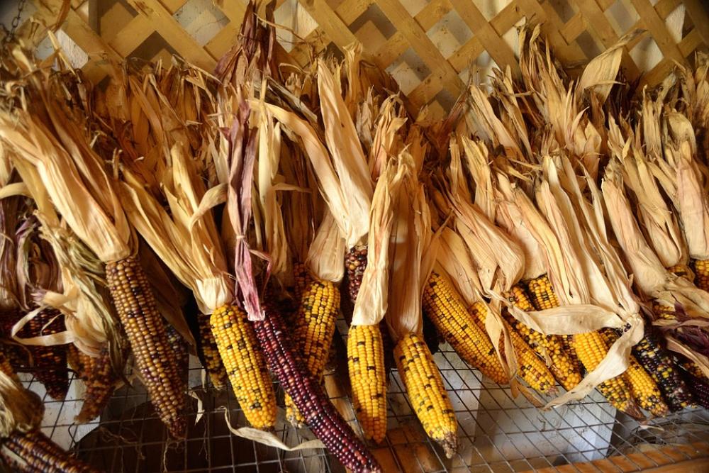 Autumn Fall Corn Indian Corn Harvest Thanksgiving Autumn Fall Corn Indian Corn Harvest Thanksgiving