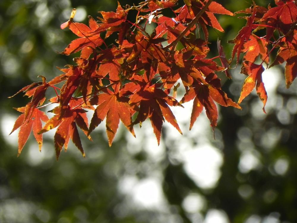 Autumn Autumn Leaves The Leaves Autumn Autumn Leaves The Leaves