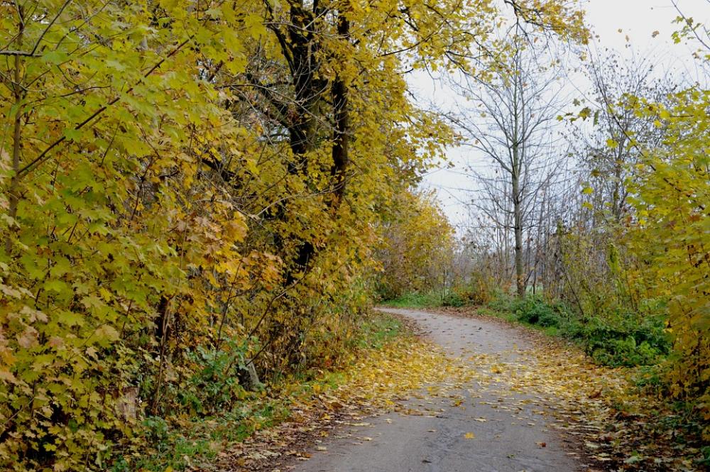 Autumn Leaves Trees Bicycle Path Alte Landstrasse Autumn Leaves Trees Bicycle Path Alte Landstrasse