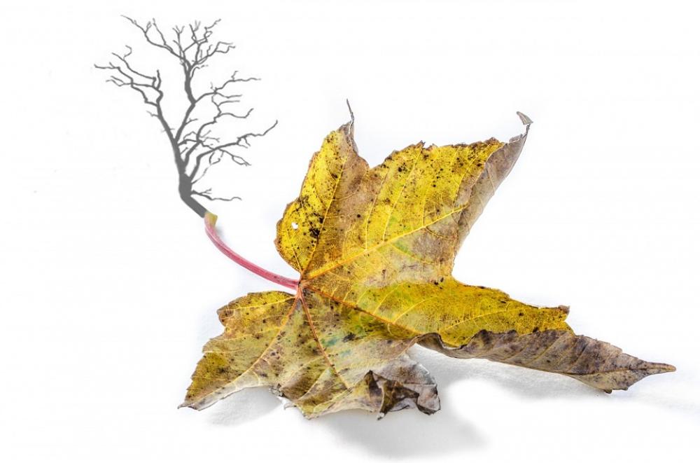 Autumn Tree Branch Branches Leaf Leaves Yellow Autumn Tree Branch Branches Leaf Leaves Yellow