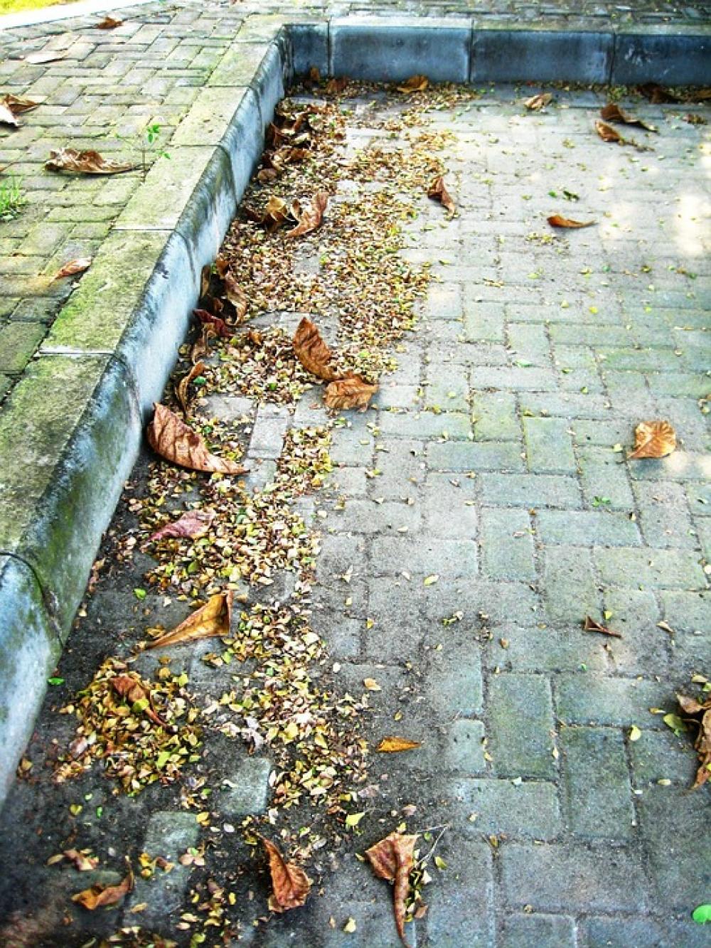 Autumn Leaf Scenery Rain Sad Falls Autumn Leaf Scenery Rain Sad Falls