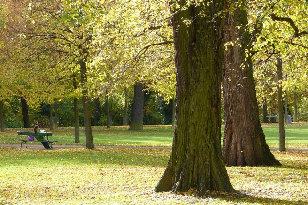 Autumn Park Trees Leaves Autumn Park Trees Leaves