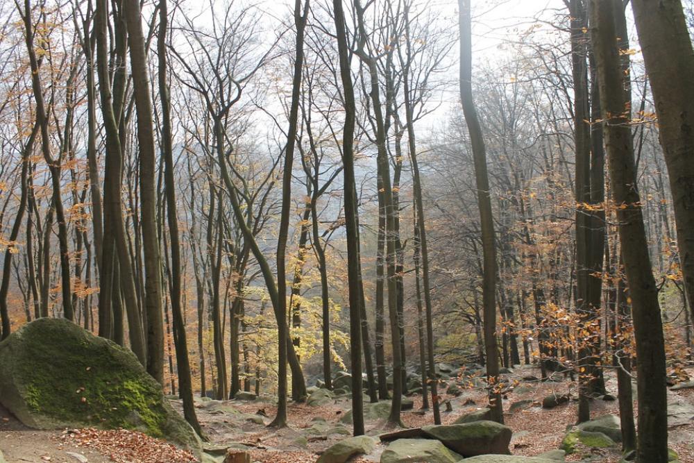 Autumn Trees Forest Nature Autumn Forest Landscape Autumn Trees Forest Nature Autumn Forest Landscape