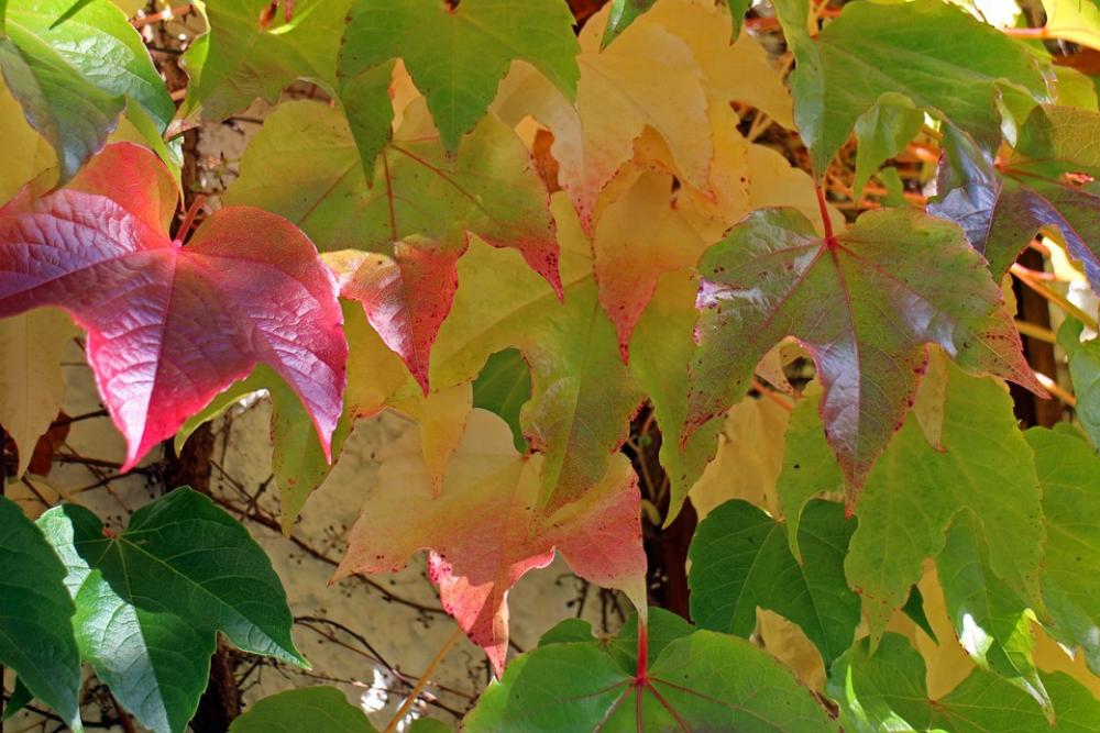 Autumn Leaves Golden Autumn Golden Vine Red Autumn Leaves Golden Autumn Golden Vine Red