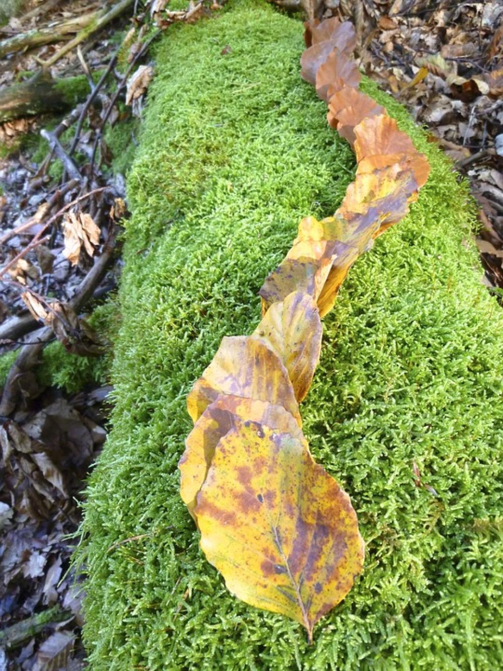 Autumn Fall Foliage Beech Leaves Yellow Brown Autumn Fall Foliage Beech Leaves Yellow Brown