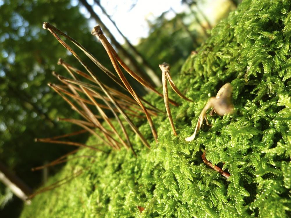 Autumn Pine Needles Moss Landart Forest Autumn Pine Needles Moss Landart Forest