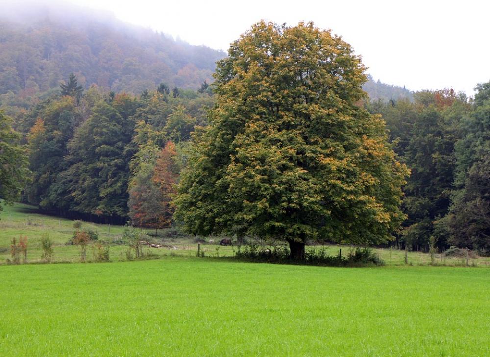 Autumn Tree Individually Forest Meadow Autumn Tree Individually Forest Meadow