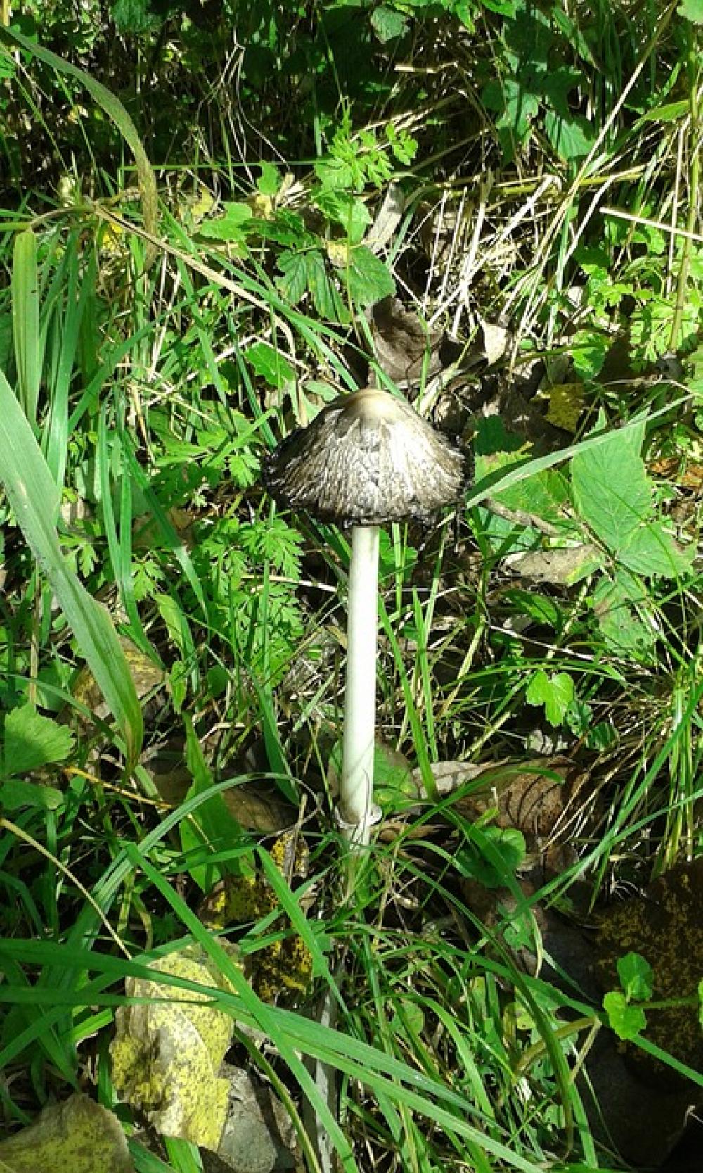 Autumn Mushroom Nature Agaric Forest Autumn Mushroom Nature Agaric Forest