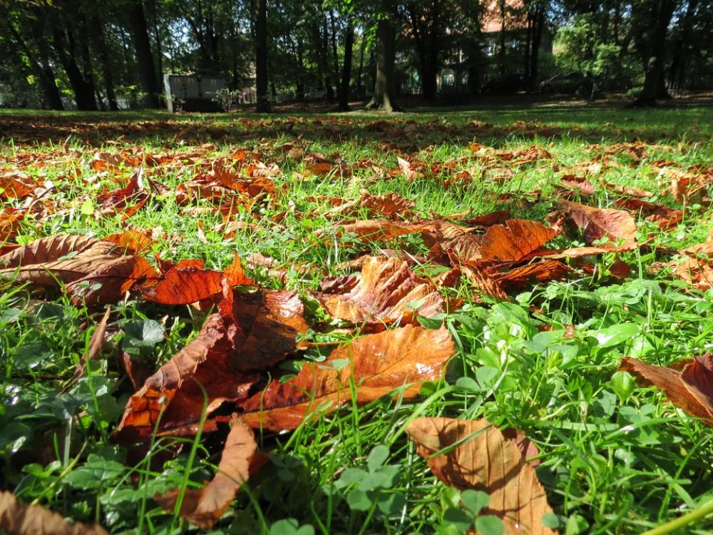Autumn Foliage Nature Park Tree Autumn Foliage Autumn Foliage Nature Park Tree Autumn Foliage