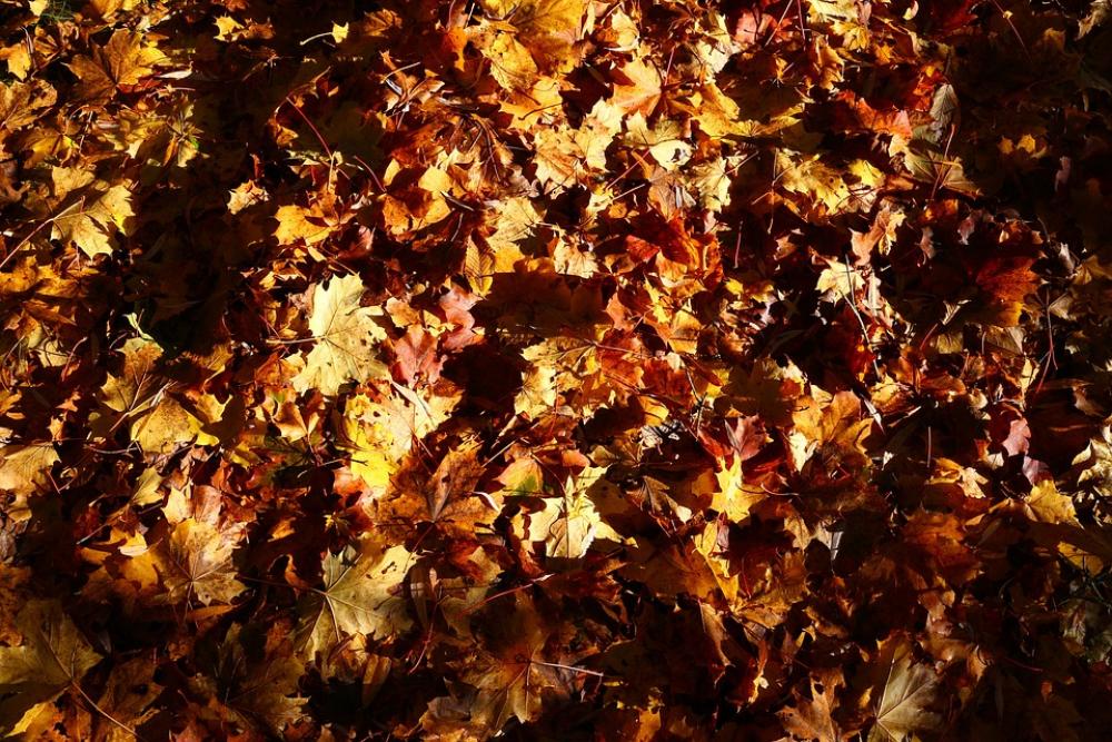 Autumn Leaves Season Fall Plant Nature Leaf Autumn Leaves Season Fall Plant Nature Leaf