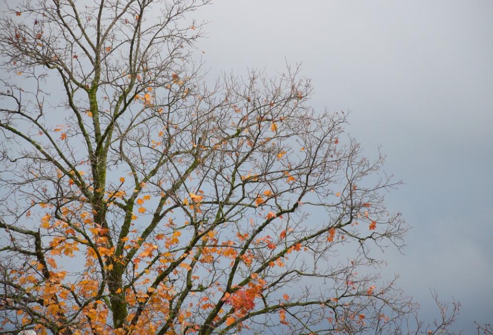 Autumn Tree Sky Autumn Tree Sky