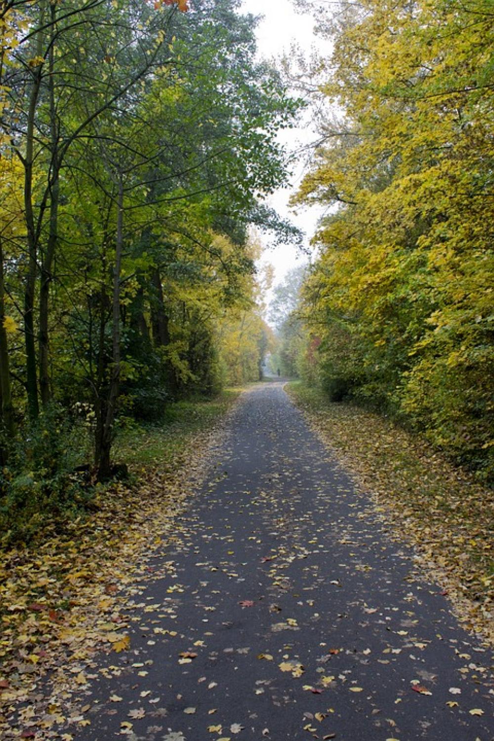 Autumn Away Leaves Trees Autumn Away Leaves Trees