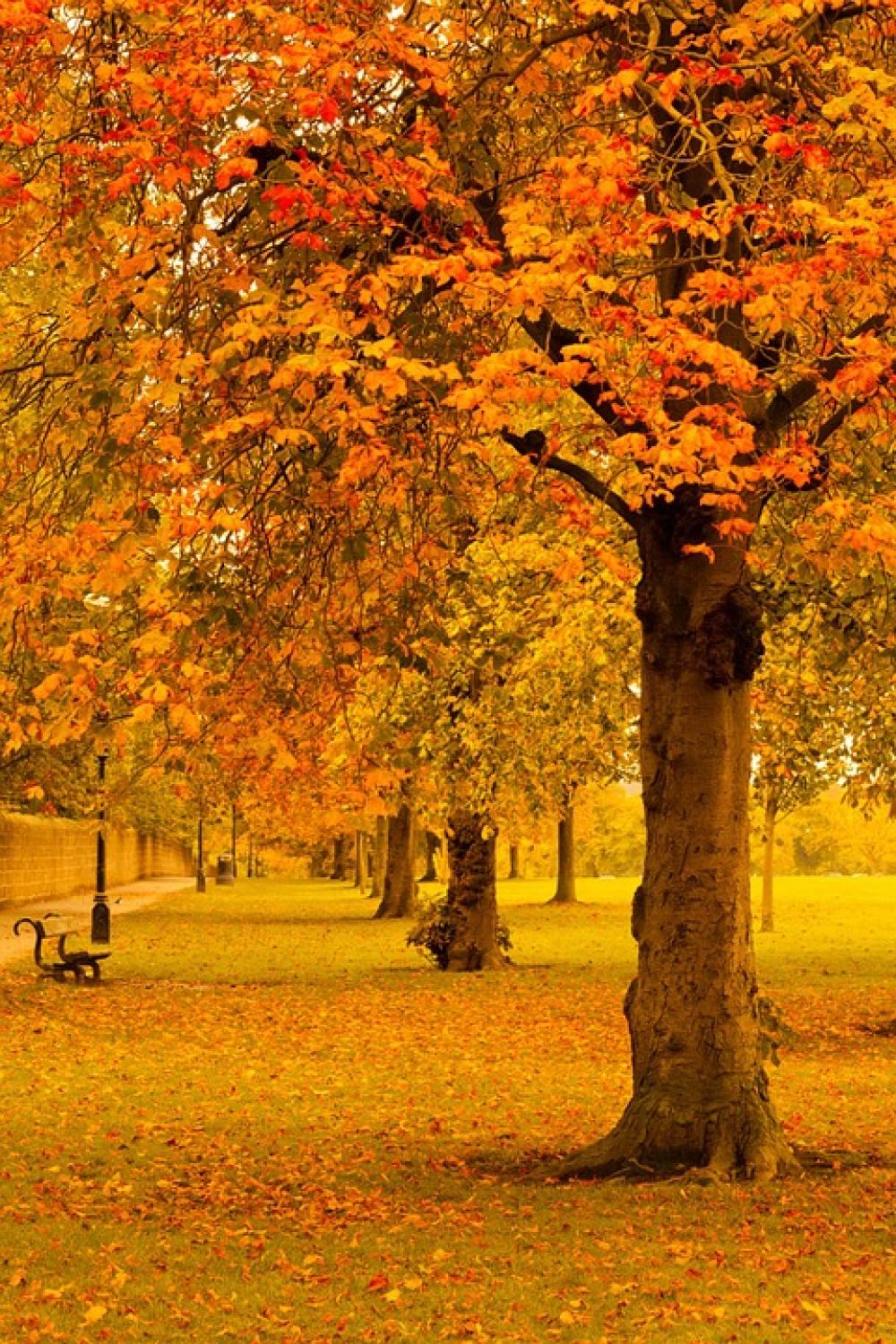 Autumn Fall Foliage Golden Leaf Leaves Nature Autumn Fall Foliage Golden Leaf Leaves Nature