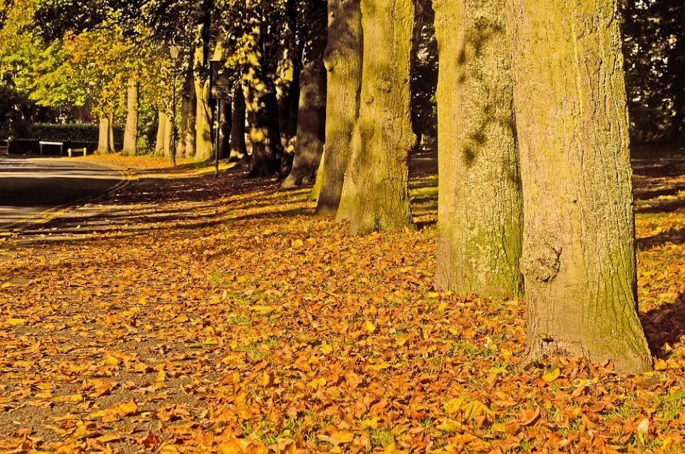 Autumn Season Leaves Color Background Collage Autumn Season Leaves Color Background Collage