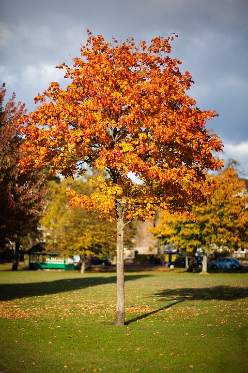 Autumn Fall Foliage Colorful Leaf Leaves Nature Autumn Fall Foliage Colorful Leaf Leaves Nature