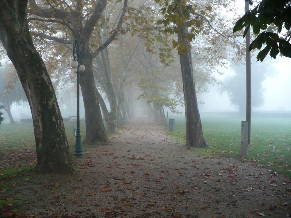 Autumn Promo Wood Trees Nature Fog Autumn Promo Wood Trees Nature Fog