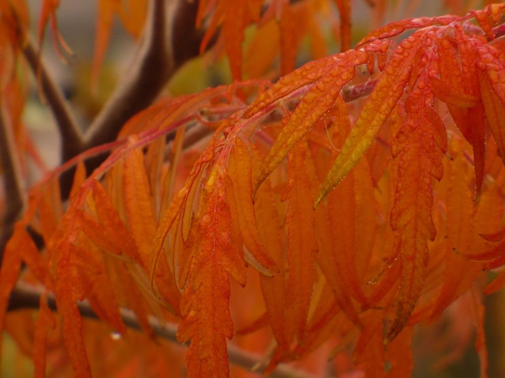 Autumn Leaves Wood Beech Wood Mood Autumn Leaves Wood Beech Wood Mood