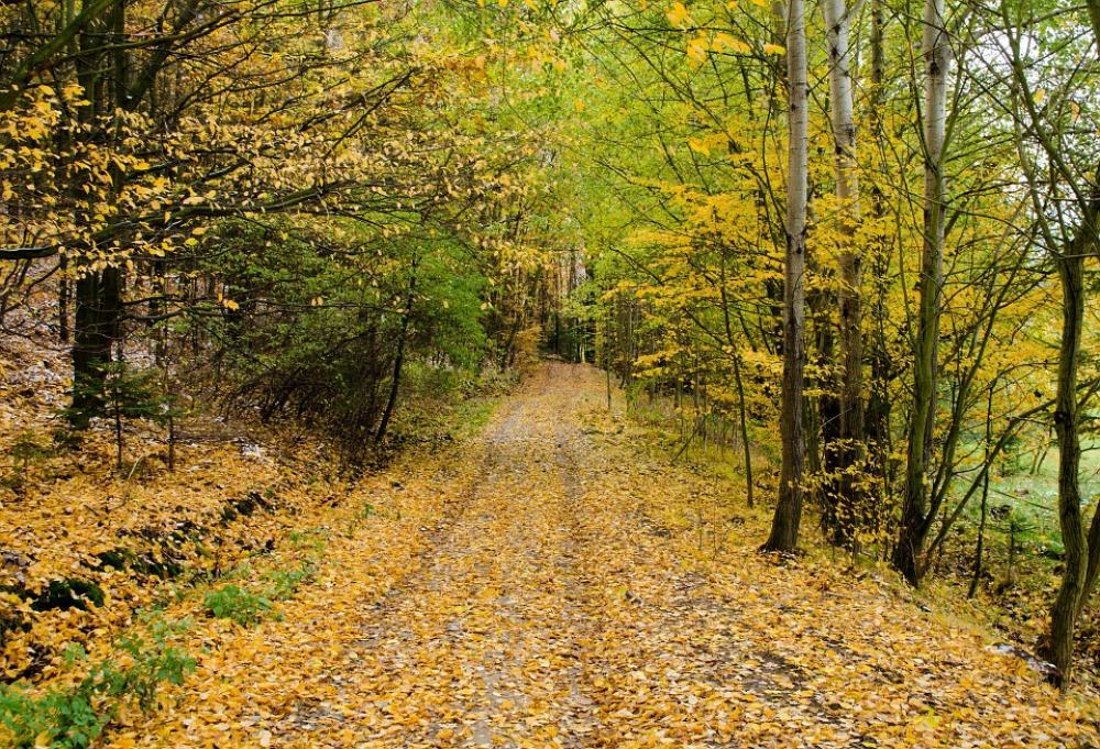 Autumn Road Forest Path Walking Nature Seasons Autumn Road Forest Path Walking Nature Seasons