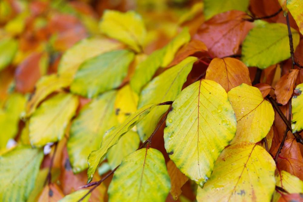 Autumn Beech Leaves Branch Brown Color Colorful Autumn Beech Leaves Branch Brown Color Colorful