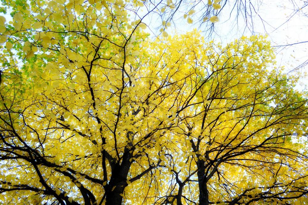 Autumn Golden Autumn Tree Leaf Autumn Golden Autumn Tree Leaf