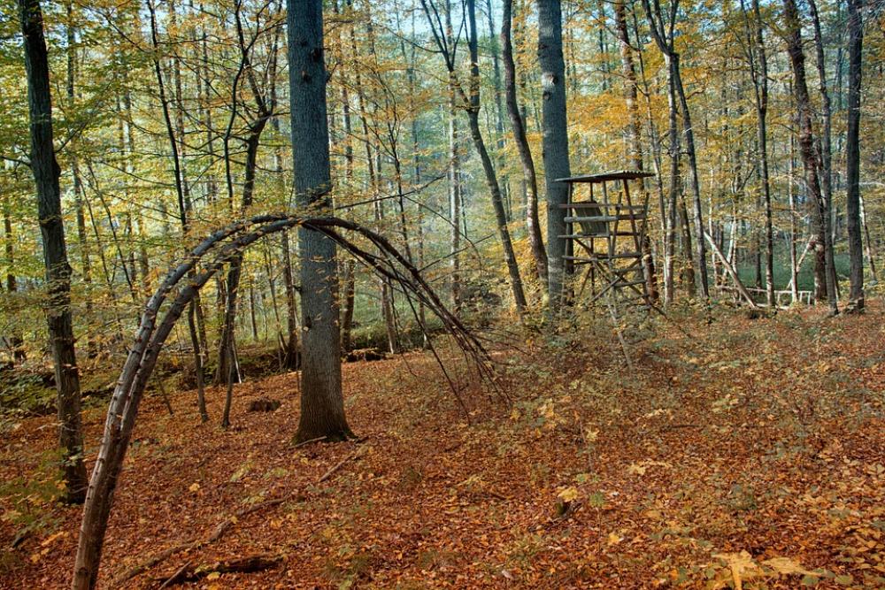 Autumn Forest Fall Foliage Tree Autumn Forest Fall Foliage Tree