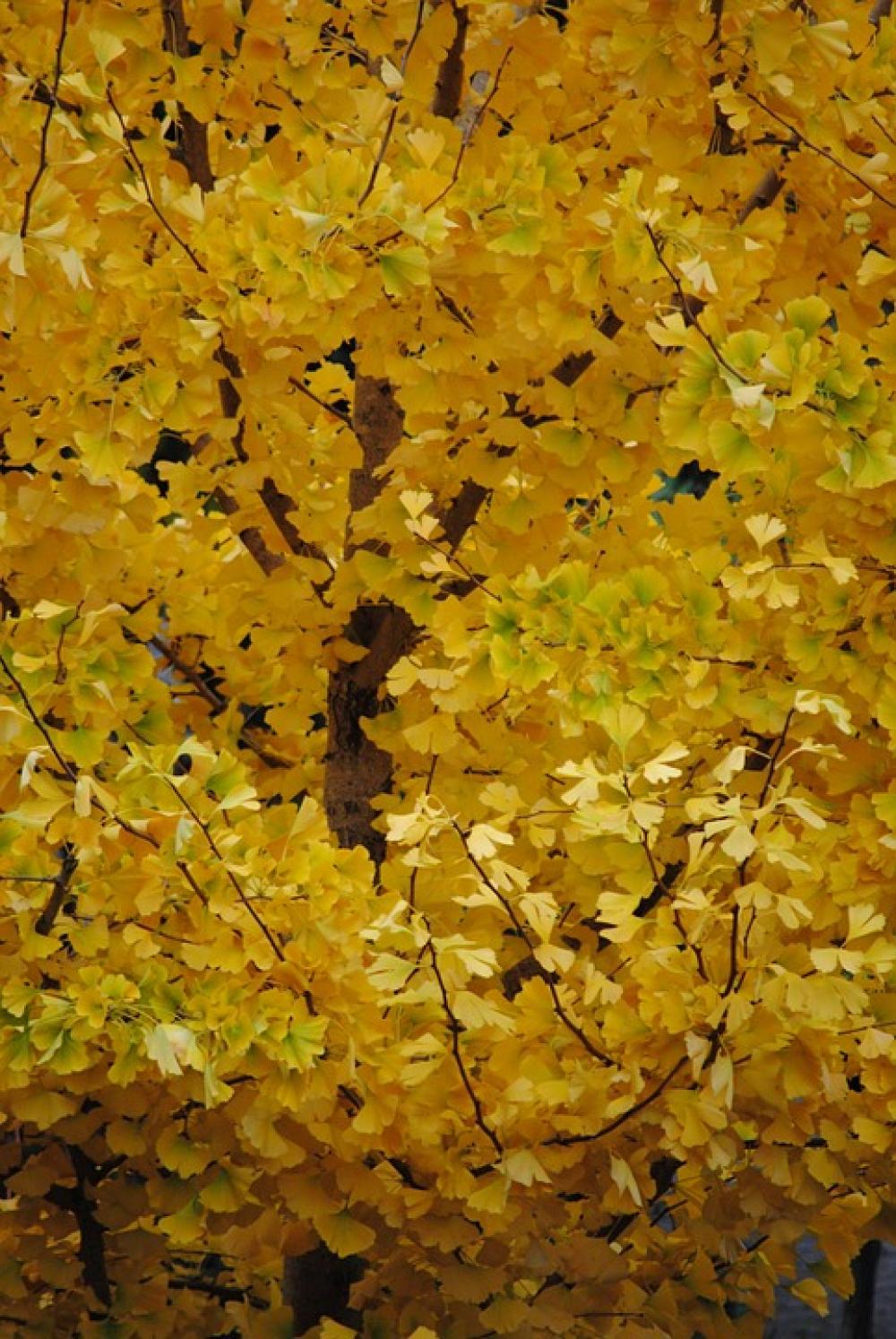 Autumn Gold Fall Foliage Golden Autumn Autumn Gold Fall Foliage Golden Autumn