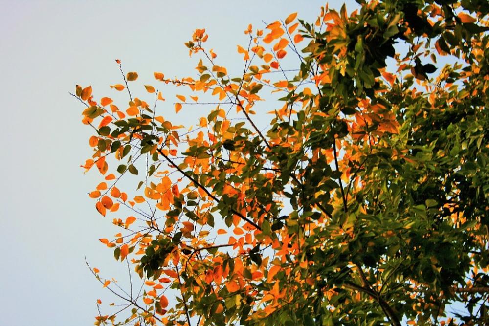 Autumn Leaves Tree Leaves Yellow Green Autumn Autumn Leaves Tree Leaves Yellow Green Autumn