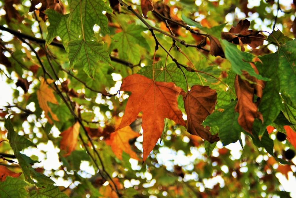 Autumn Leaves Leaves Foliage Yellow Orange Rust Autumn Leaves Leaves Foliage Yellow Orange Rust