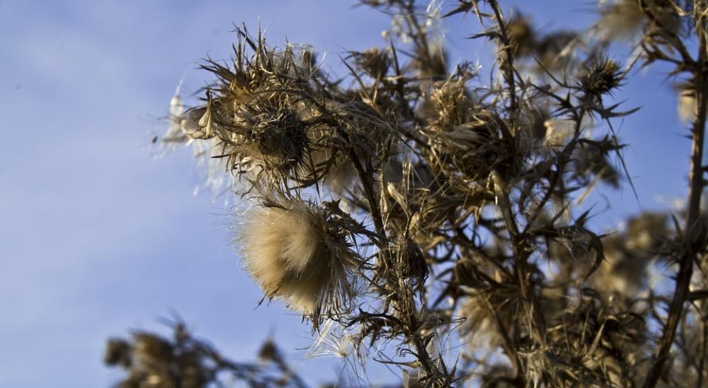 Autumn Thistle Spur Blossom Bloom Thistle Prickly Autumn Thistle Spur Blossom Bloom Thistle Prickly