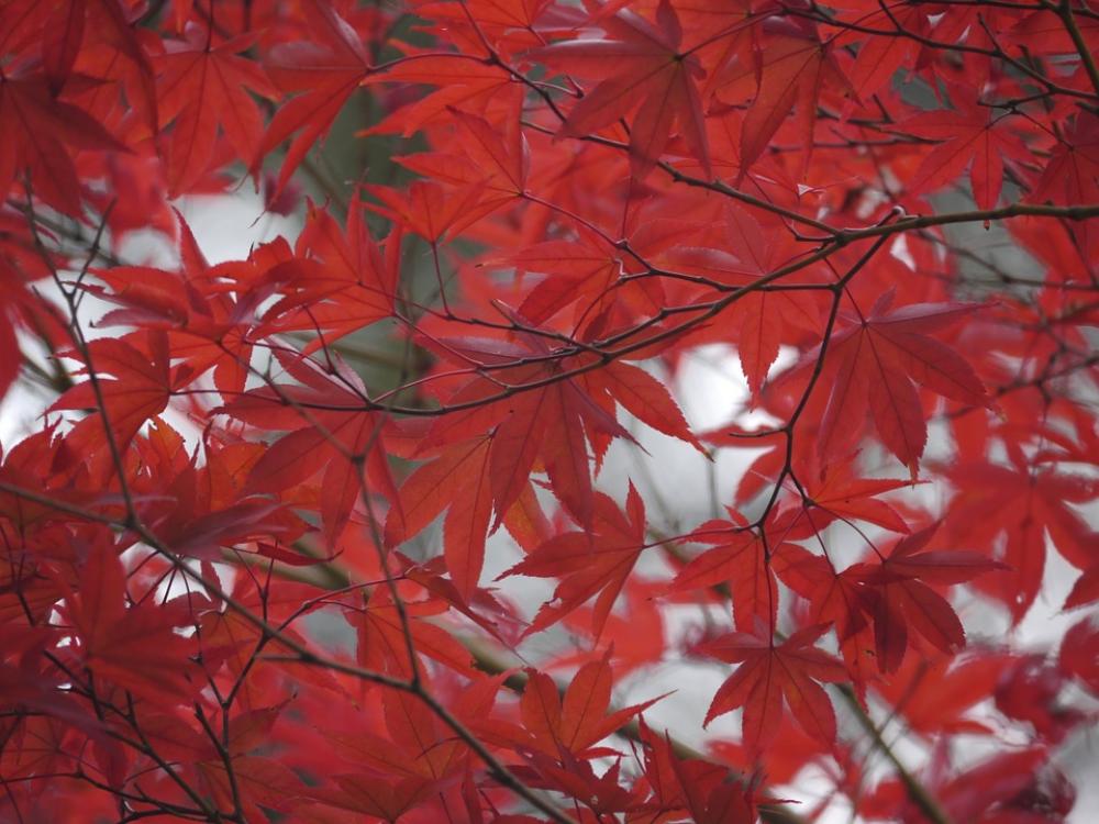 Autumnal Leaves Red Maple Autumnal Leaves Red Maple