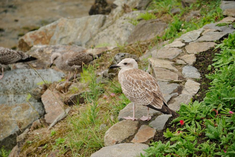 Ave Seagull Beach Sea Bird Ave Seagull Beach Sea Bird