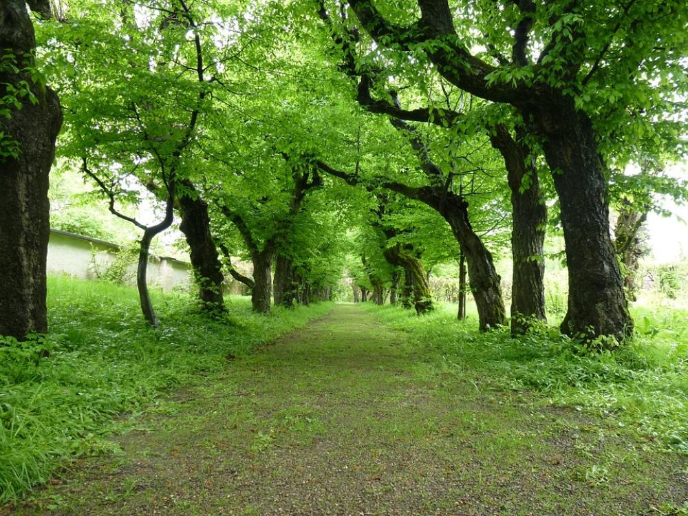 Avenue Trees Book Avenue Trees Book