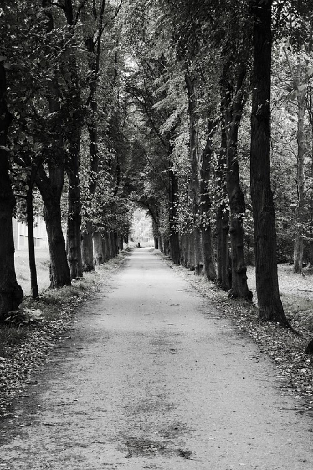 Avenue Trees Away Road Hemming Autumn Avenue Trees Away Road Hemming Autumn