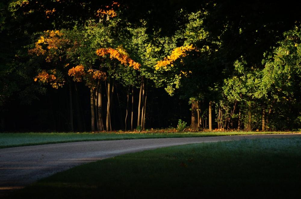 Away Trees Autumn Morning Sun Dreamy Nature Away Trees Autumn Morning Sun Dreamy Nature