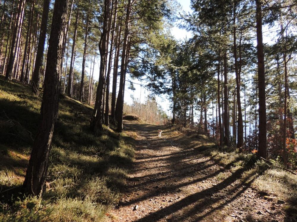 Away Forest Trees Spring Walk Landscape Nature Away Forest Trees Spring Walk Landscape Nature