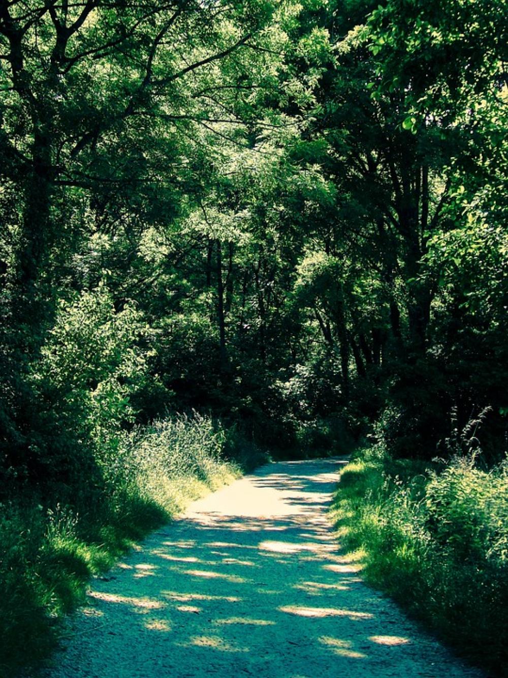 Away Lane Leaf Branch Leaves Green Tree Forest Away Lane Leaf Branch Leaves Green Tree Forest