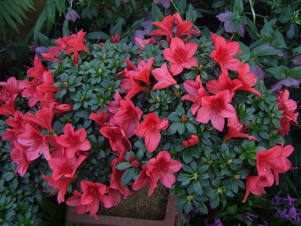 Azalea Flowers Flower Spring Azalea Flowers Flower Spring