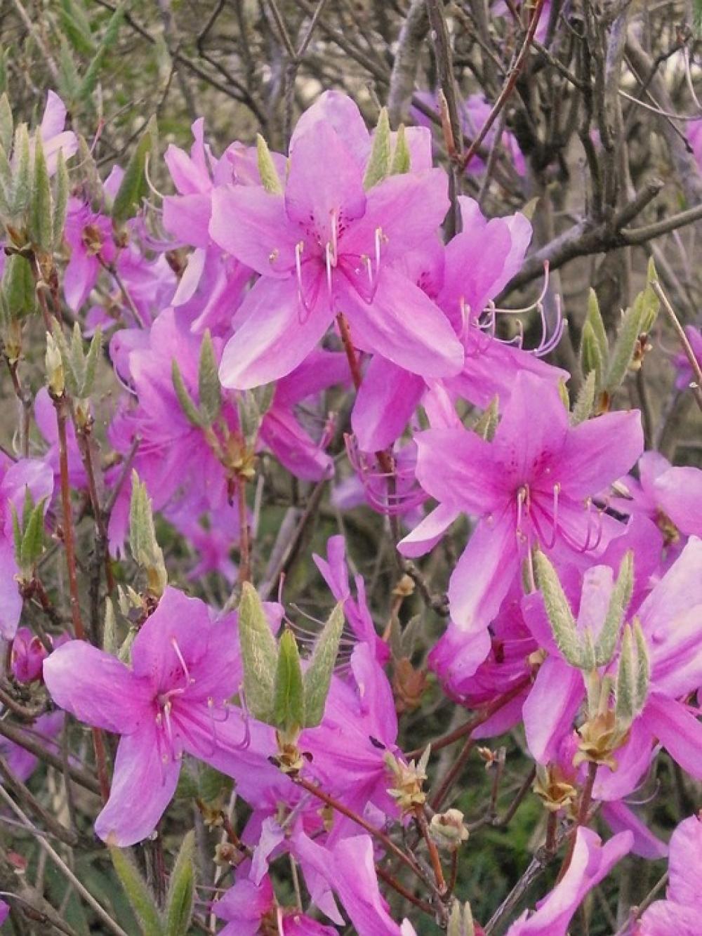 Azalea Ericaceae Spring Flowers Pink Flower Azalea Ericaceae Spring Flowers Pink Flower