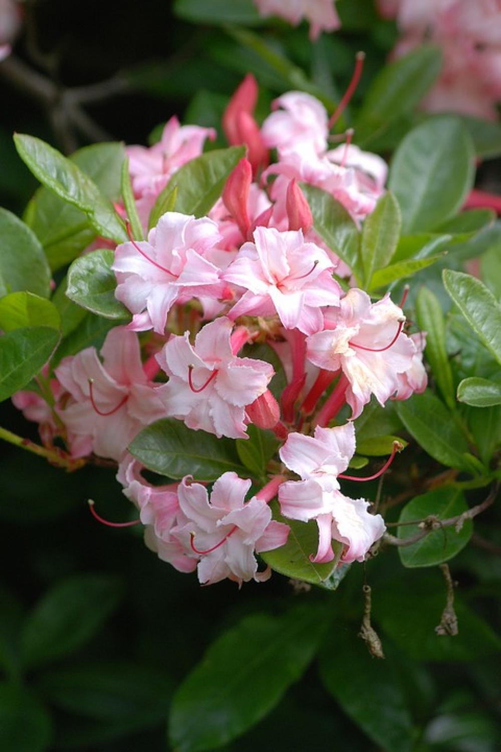 Azalea Flowering Shrubs Blossom Floral Vibrant Azalea Flowering Shrubs Blossom Floral Vibrant